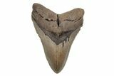 Serrated, Fossil Megalodon Tooth - North Carolina #201753-1